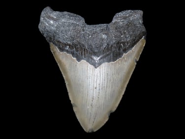 HUGE 4 5/8" Megalodon Shark Tooth, 2.5-23 Million Year Old Fossil found off the coast of the