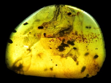 Fossil Amber with Encased Mosquito Insect, Nice Large Specimen with Easily Visible Bug. 100 Million