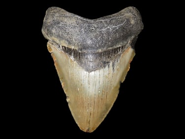 HUGE 4 9/16" Megalodon Shark Tooth, 2.5-23 Million Year Old Fossil found off the coast of the