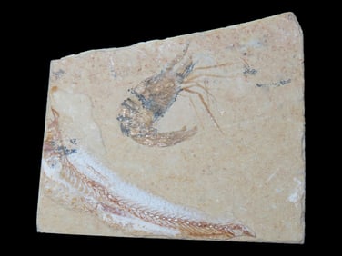 Amazing Shrimp & Fish Fossil from the Green River Formation, Wyoming, 50 Million Years Old, Very
