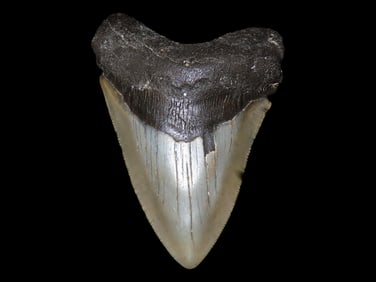 HUGE 4 1/2" Megalodon Shark Tooth, 2.5-23 Million Year Old Fossil found off the coast of the