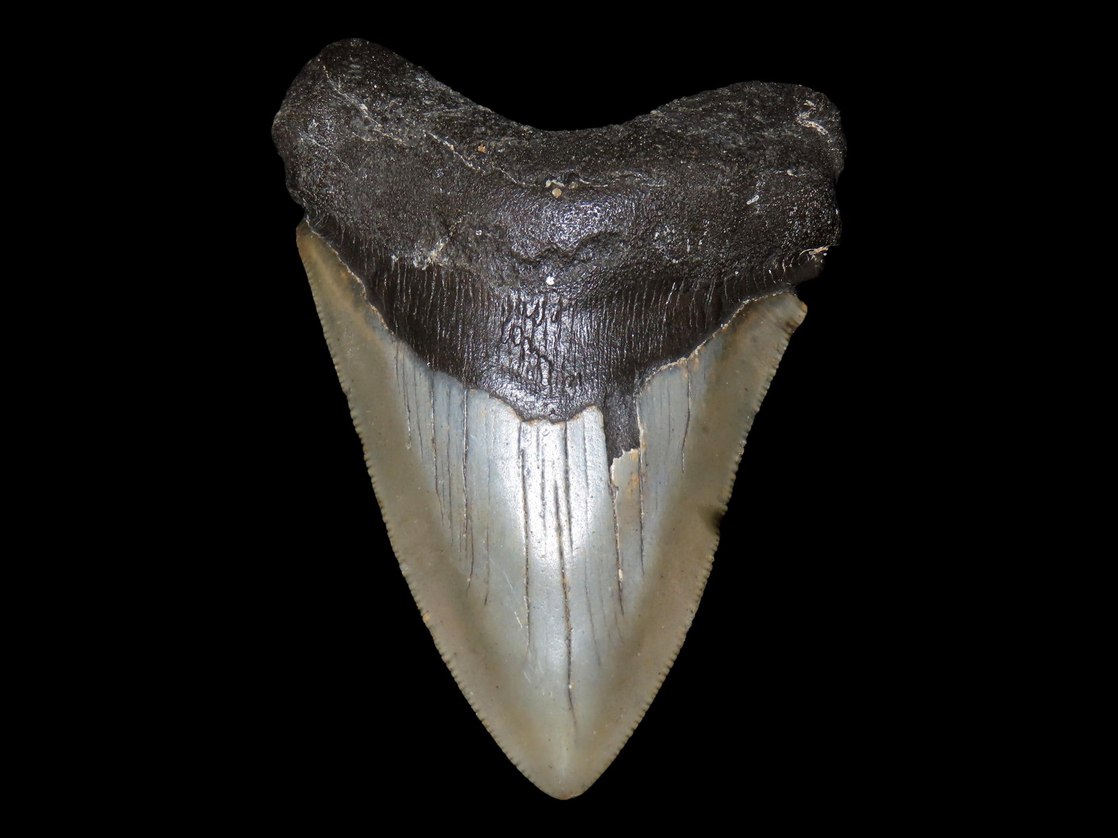 HUGE 4 1/2" Megalodon Shark Tooth, 2.5-23 Million Year Old Fossil found off the coast of the: HUGE 4 1/2" Megalodon Shark Tooth, 2.5-23 Million Year Old Fossil found off the coast of the Carolinas. No Repair, No Resto, No Polishing. Great Example!