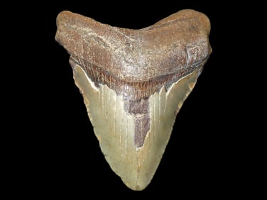 LARGE 3 3/4" Megalodon Shark Tooth, 2.5-23 Million Year Old Fossil found off the coast of the