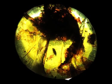 Fossil Amber with Encased Insect, Nice Larger Specimen with Easily Visible Bug. 100 Million Years
