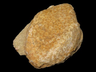 Dinosaur Era Skin / Scales Fossil from Morocco. Paleocene to Miocene Era, 5 to 66 Million Years Old