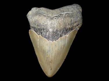 LARGE 3 5/8" Megalodon Shark Tooth, 2.5-23 Million Year Old Fossil found off the coast of the
