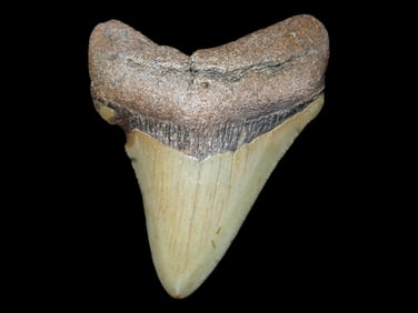 LARGE 3 1/4" Megalodon Shark Tooth, 2.5-23 Million Year Old Fossil found off the coast of the