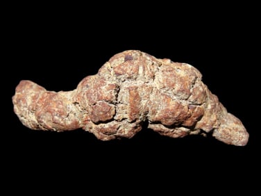 Dinosaur Poop Fossil, Coprolite, Appr. 100 Million Years old Fossilized Dino Dung, Great Well Formed