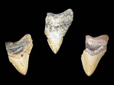 Lot of 3 HUGE Megalodon Shark Teeth / Tooth, 2.5-23 Million Year Old Fossil found off the coast of
