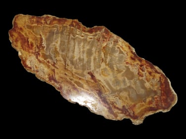 Large Colorful Polished Slab of Petrified Wood. Fully Polished on Both Sides, 9 1/2" long by 4 1/4"