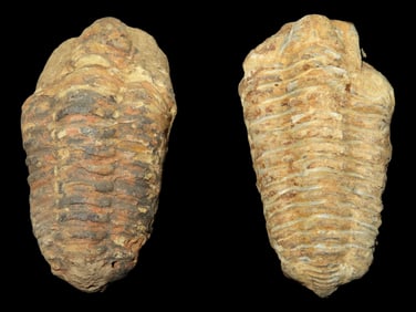 Pair of Amazing Trilobite Fossils, Nice Detailed Larger Examples. Morocco