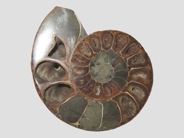 Nice Large Cut Ammonite Fossil, Amazing Colors, Highly Polished Example.