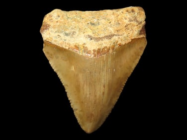Large Megalodon Shark Tooth, 2.5-23 Million Year Old Fossil found off the coast of the Carolinas. No