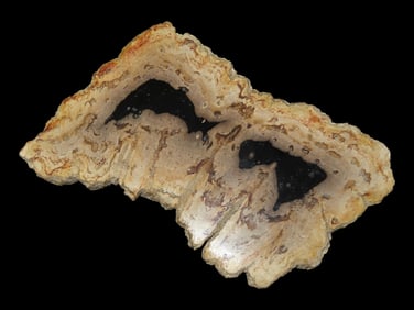 Large Colorful Polished Slab of Petrified Wood. Fully Polished on Both Sides, 8 3/4" long by 5"