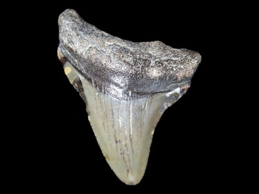 Large Megalodon Shark Tooth, 2.5-23 Million Year Old Fossil found off the coast of the Carolinas. No