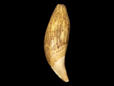 Huge 3 3/4" Drilled Alaskan Bear Tooth Pendant, Flattened & Polished on one side. Great Age & Heavy