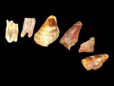 Lot of Fossil Teeth, Southern Illinois Creek Finds. Mammoth/Mastodon partials