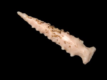 Exceptional 1 1/2" Scallorn found in Missouri