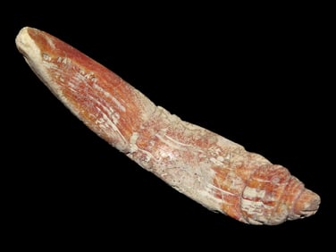 4 3/4" Effigy Shell Pre Columbian Pendant