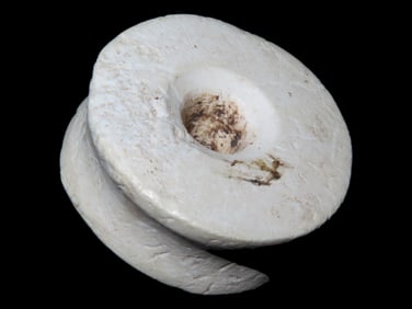 1" Ear Spool