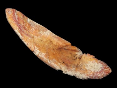 4 1/8" Pre-Columbian Shell Effigy Pendant From Peru