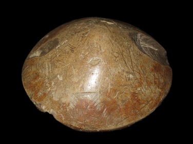 2 7/16" Cone, Motley COA, Midwest U.S