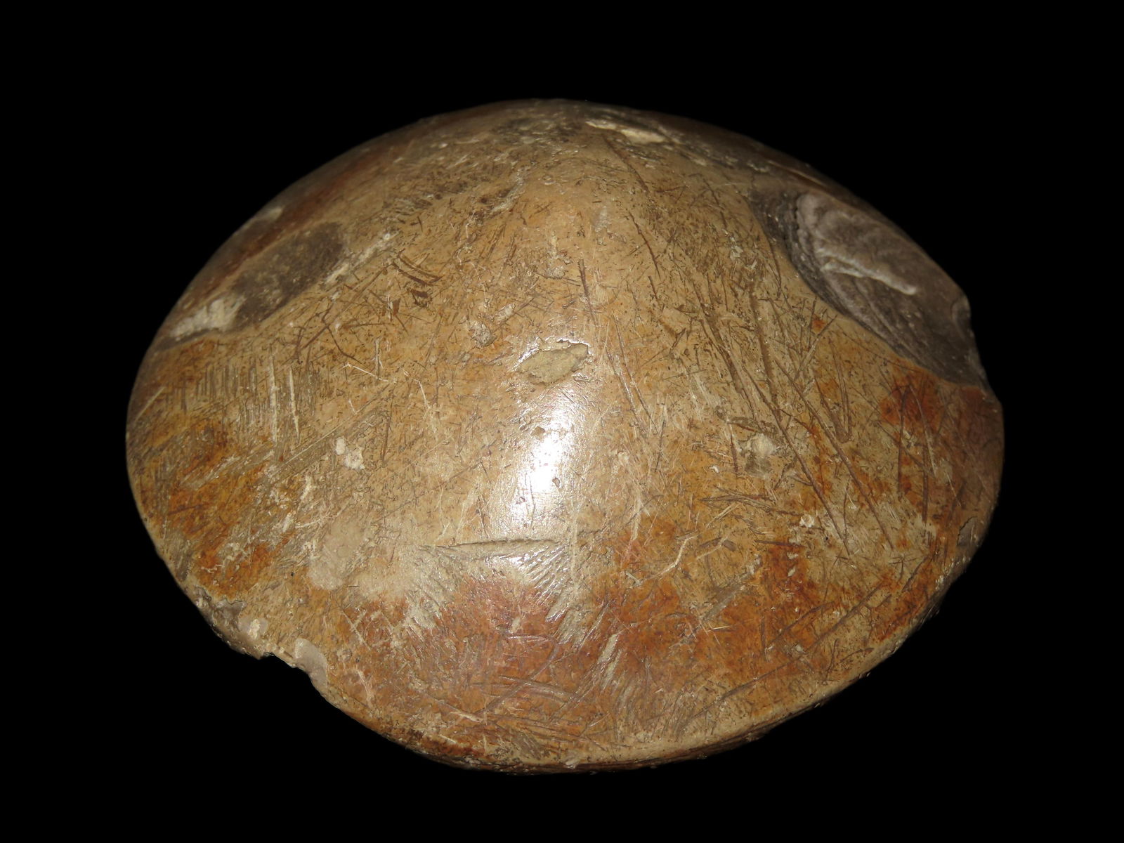 2 7/16" Cone, Motley COA, Midwest U.S (1 of 8)