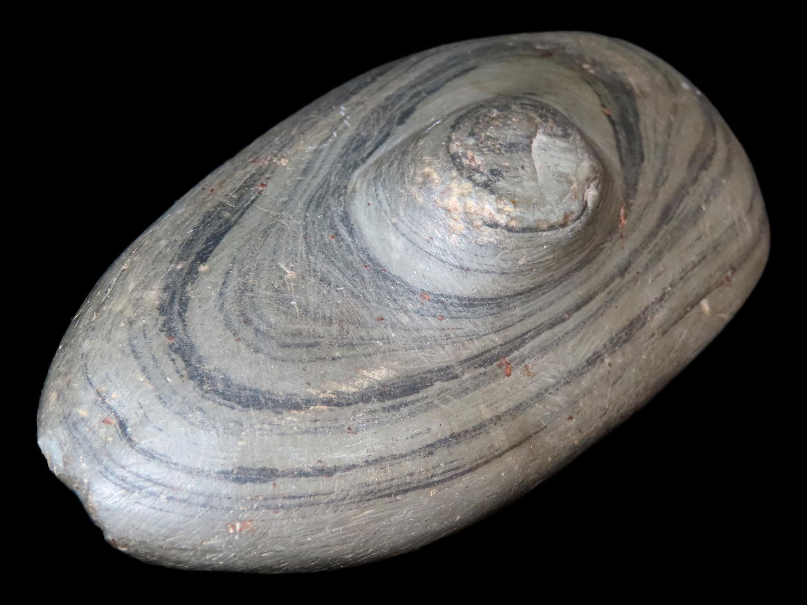 3 7/8" Spineback Gorget Found in Ohio (1 of 8)