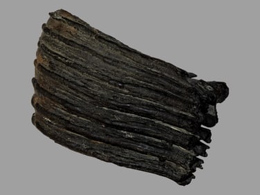 6" x 4 1/2" Mastadon Tooth found in Northwest Iowa
