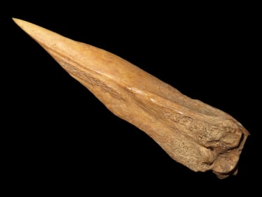 4" Bone Awl Found at the Black Earth Site in Saline Co. Illinois by Glenn Quinn