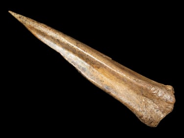 4" Bone Awl found at the Black Earth Site in Saline Co., Illinois by Glenn Quinn
