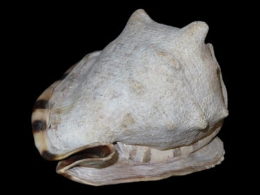 7 3/4" Natural King Helmet Cassis Seashell Horn Tuberosa Snail Stripe