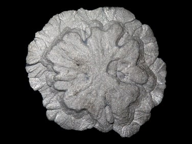 Pyrite Sun Dollar, found in Sparta Illinois, with COA from Lost Civilizations, in a 5 1/4" x 6"