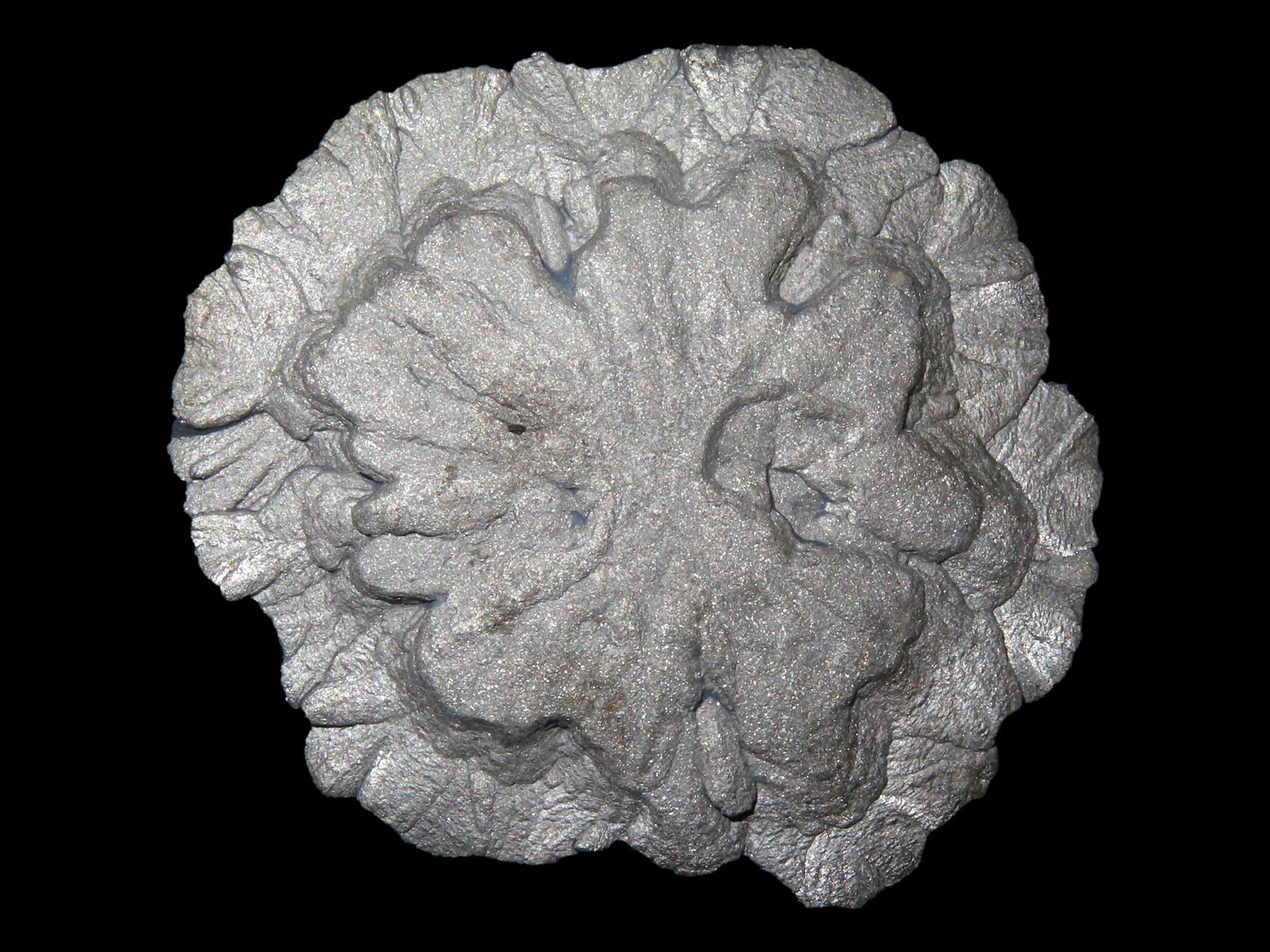 Pyrite Sun Dollar, found in Sparta Illinois,  with COA from Lost Civilizations, in a 5 1/4" x 6" (1 of 6)