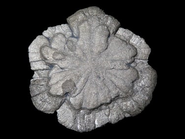Pyrite Sun Dollar, found in Sparta Illinois, with COA from Lost Civilizations, in a 5 1/4" x 6"