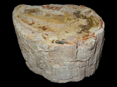 4 1/2" x 2 1/2" Section of Petrified Wood, Polished on one end, Nice Large Colorful Specimen