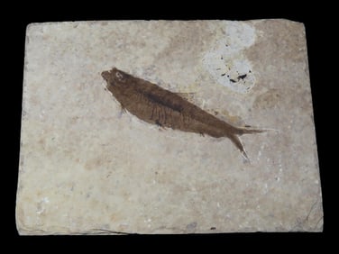 3 3/4" x 2 7/8" Highly Detailed Fish Fossil from the Green River Fossil Formation, Wyoming