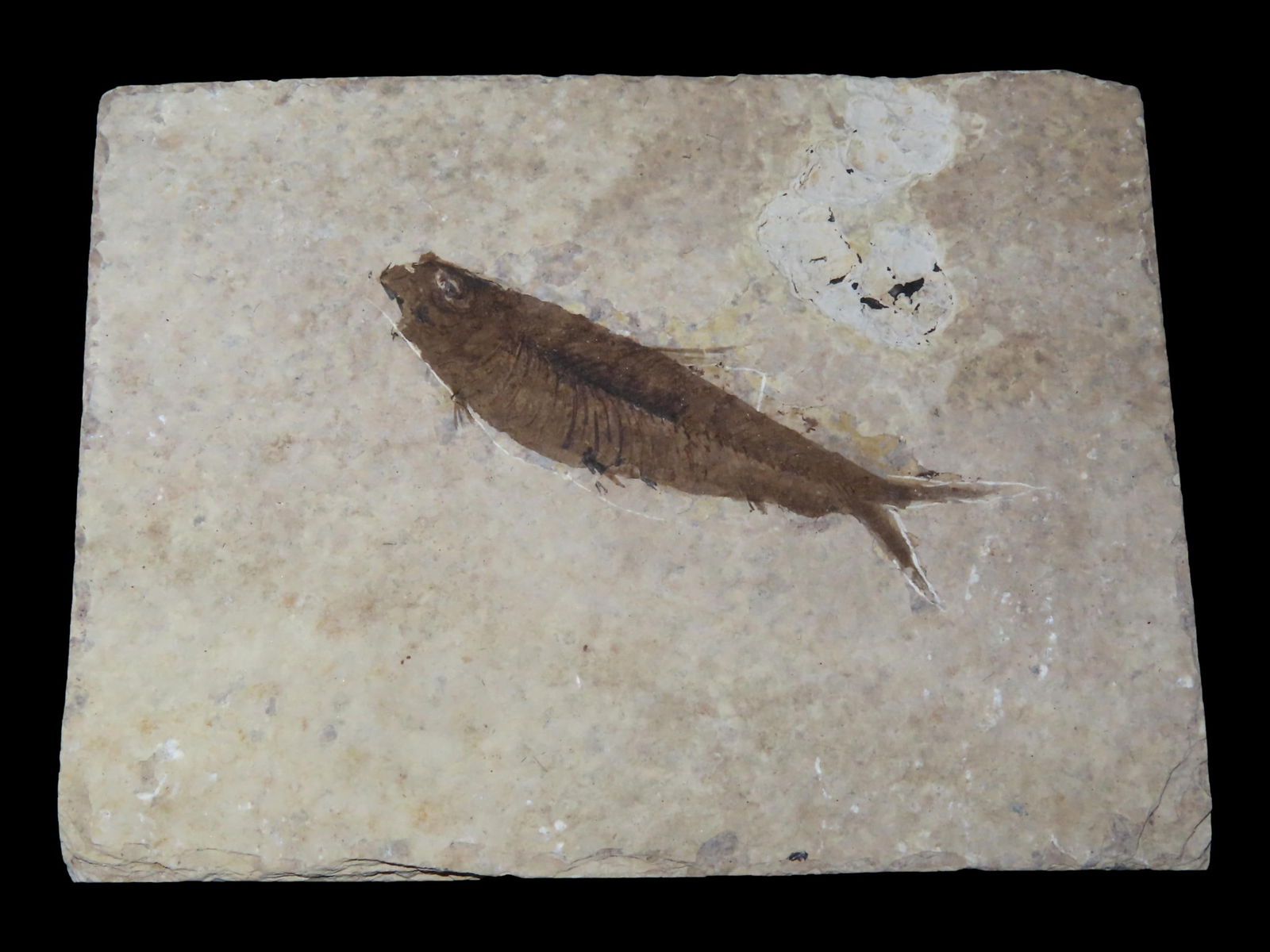3 3/4" x 2 7/8" Highly Detailed Fish Fossil from the  Green River Fossil Formation, Wyoming (1 of 7)