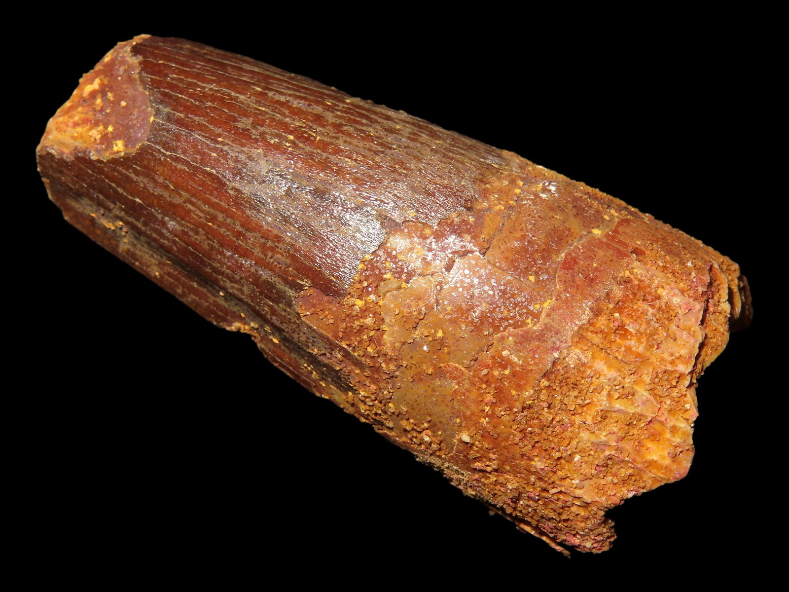 2 3/8" Fossil Spinosaurus Tooth: 2 3/8" Fossil Spinosaurus Tooth