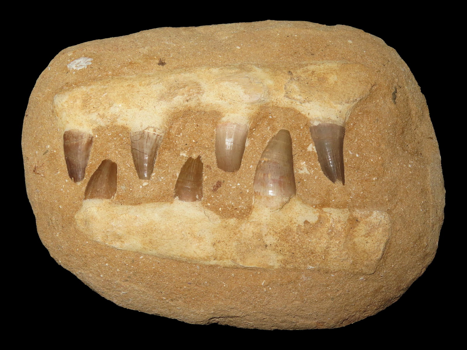 Fossil Mosasaur Dinosaur Teeth in Museum Prep Fabricated Jaws and Matrix- REAL Fossil Teeth, set: Fossil Mosasaur Dinosaur Teeth in Museum Prep Fabricated Jaws and Matrix- REAL Fossil Teeth, set into cast matrix and using dental stone matrix for the "white" jaw.