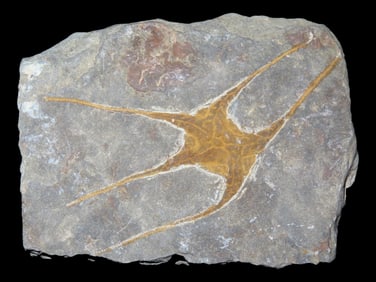 4 3/8" x 3 1/2" Brittle Star Fossil- brittle star (Ophiurida) from the Katoua Formation in Morocco,