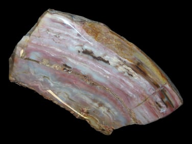 Stunning 4 7/8" x 3 1/2" Section of Polished Agatized Opalized Wood, found in Arizona