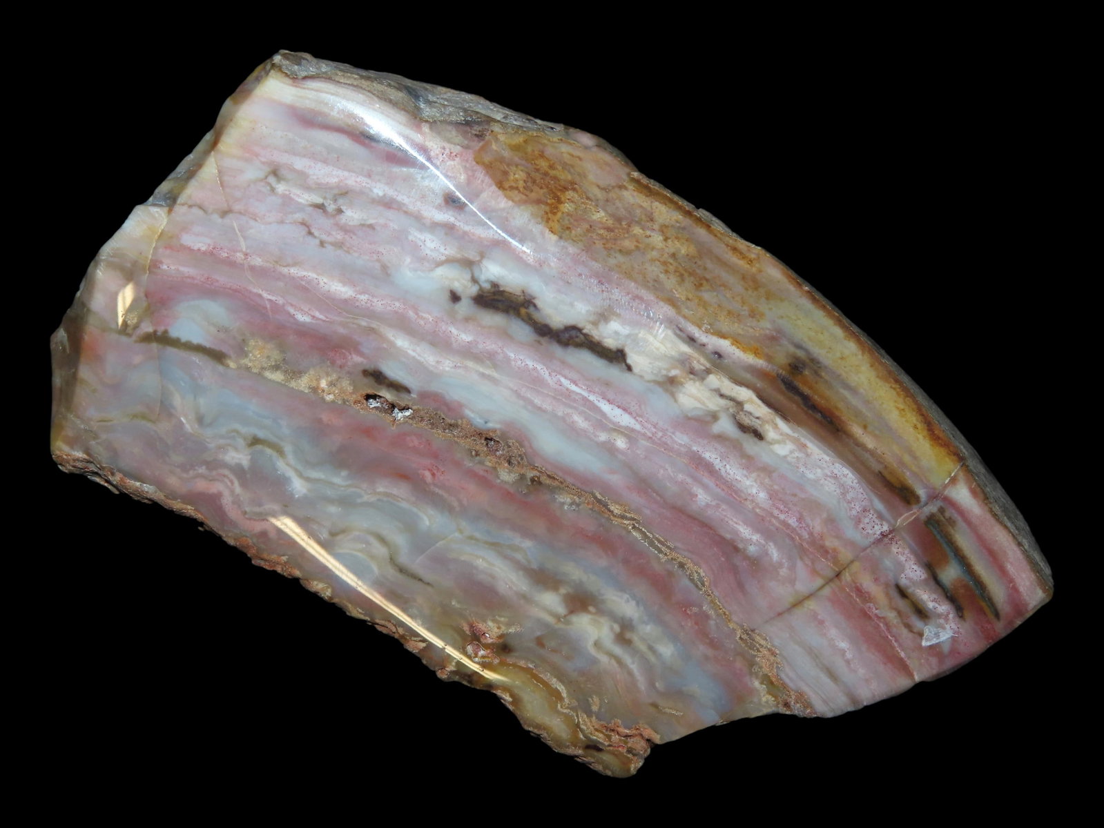 Stunning 4 7/8" x 3 1/2" Section of Polished Agatized Opalized Wood, found in Arizona: Stunning 4 7/8" x 3 1/2" Section of Polished Agatized Opalized Wood, found in Arizona
