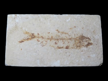 4 1/8" x 2 1/4" Fish Fossil from the Green River Fossil Formation in Wyoming