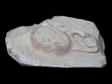 5 3/8" x 2 7/8" Cretaceous Fossilized Crab Specimen