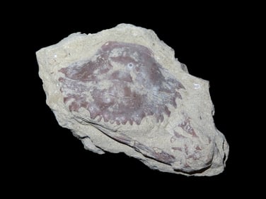 4 1/8" Cretaceous Fossil Crab Specimen
