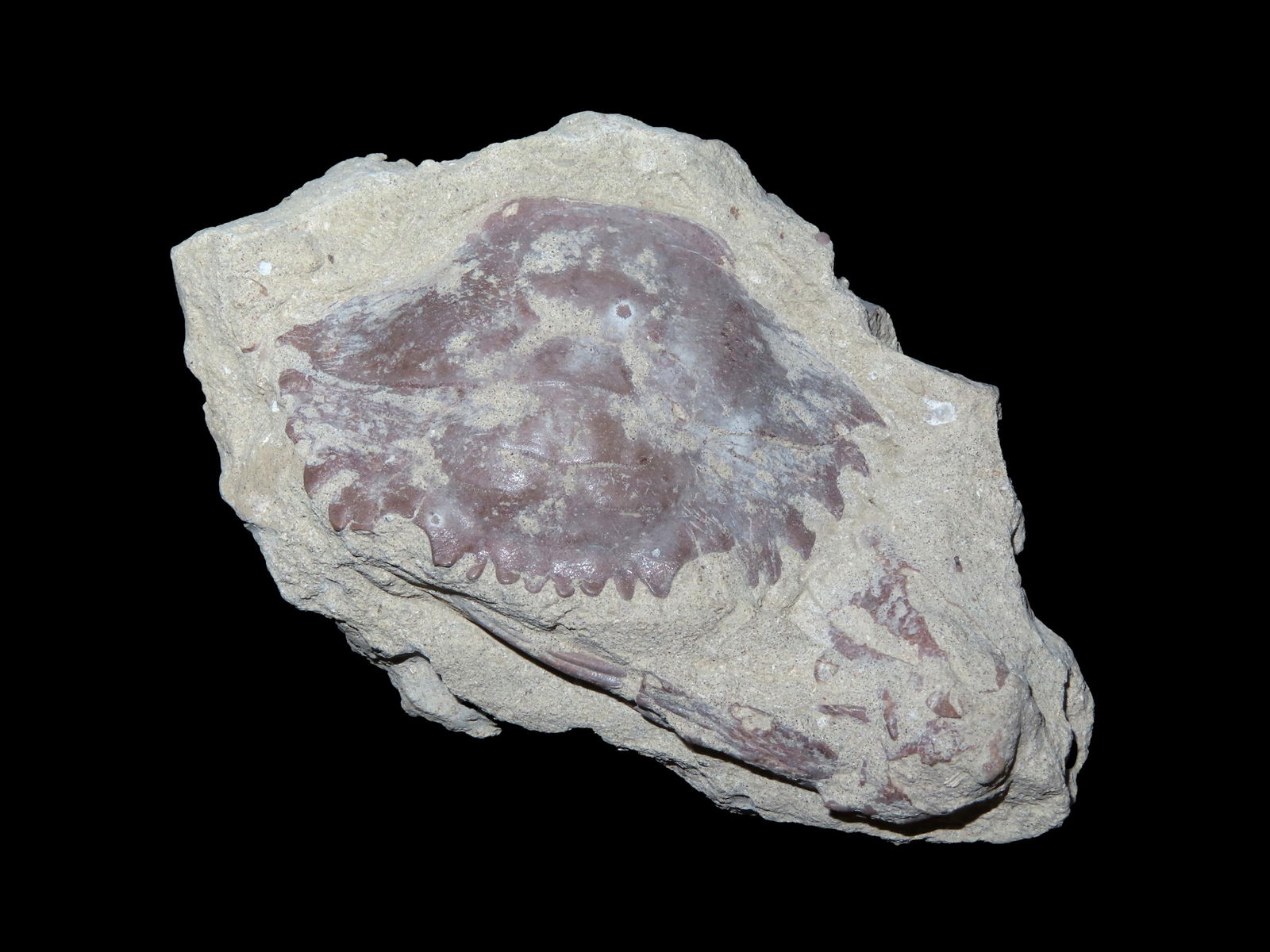 4 1/8" Cretaceous Fossil Crab Specimen (1 of 5)