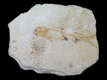 5" Fish Fossil from the Green River Fossil Formation in Wyoming