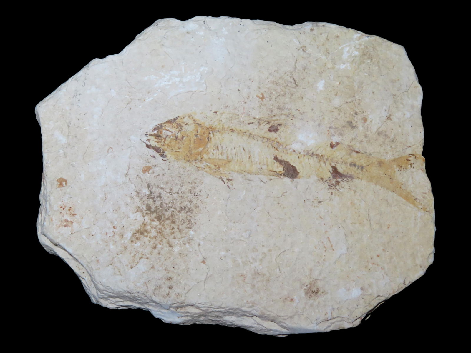 5" Fish Fossil from the Green River Fossil Formation in Wyoming (1 of 5)