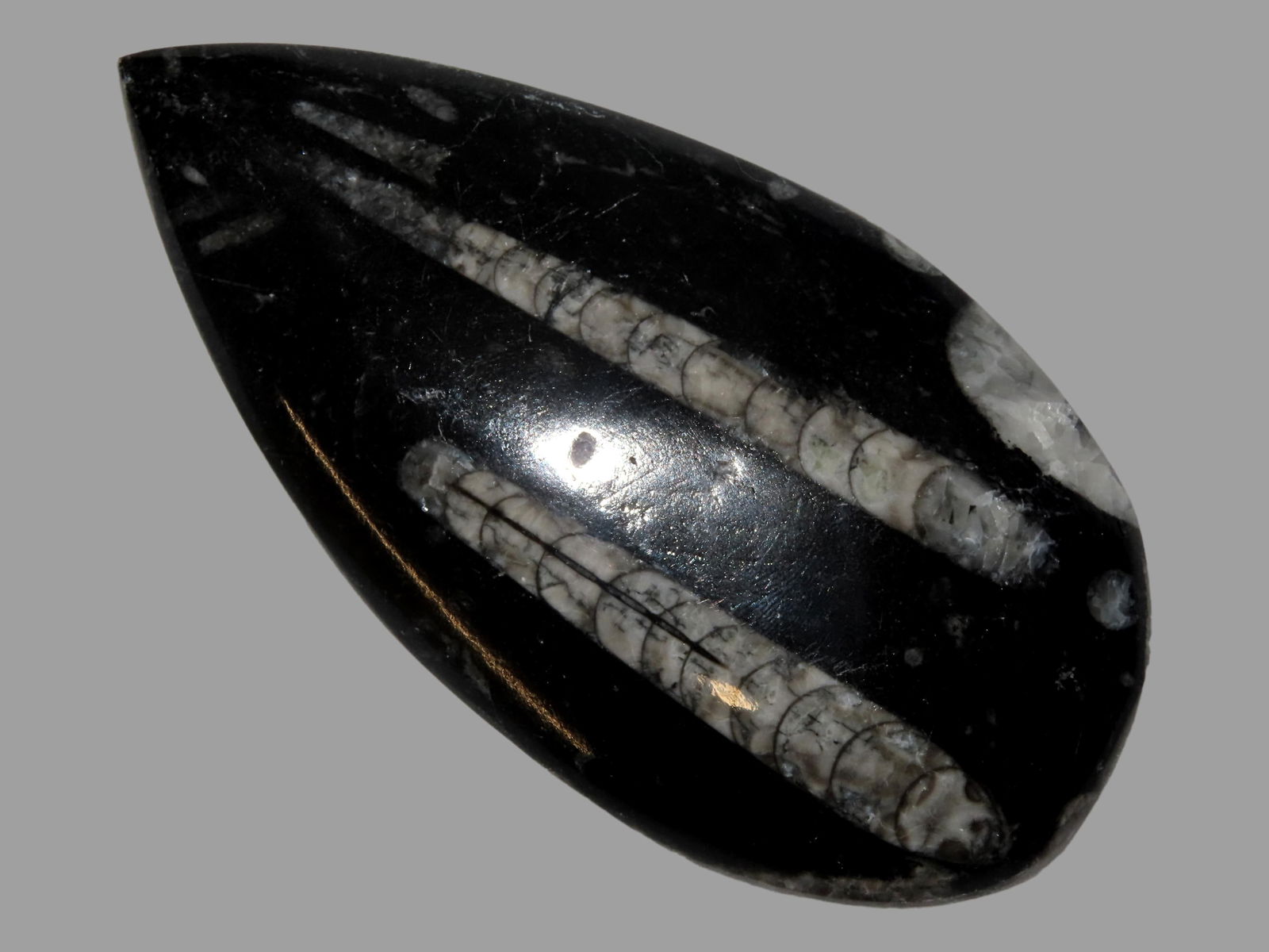 5" Straight Back Orthoceras Fossil: 5" Straight Back Orthoceras Fossil